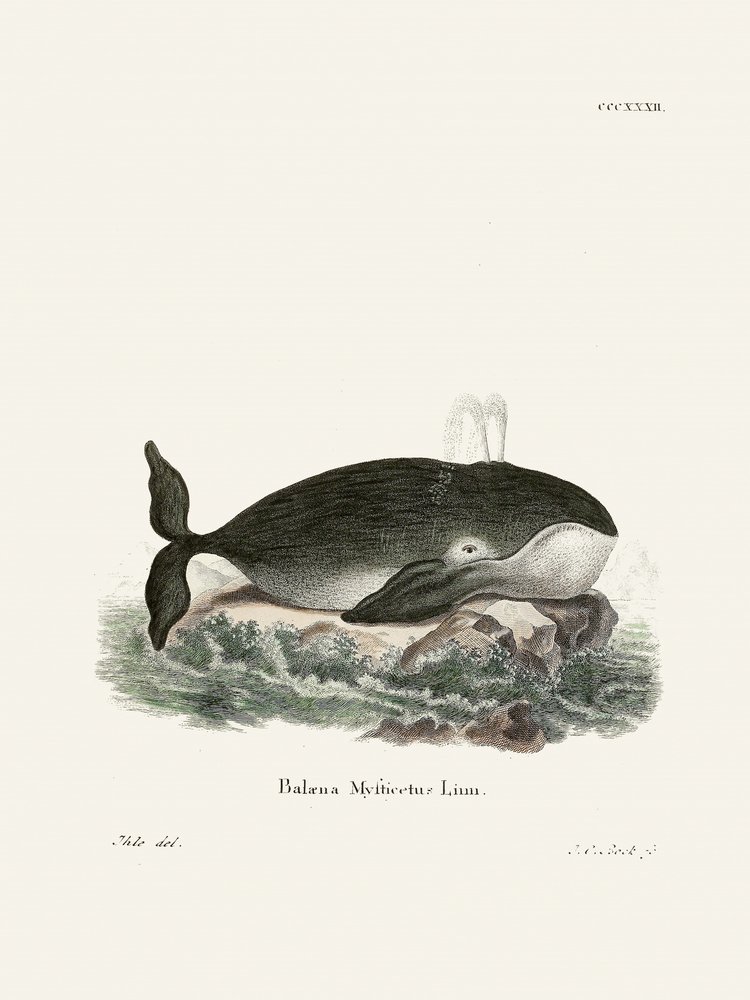 Bowhead Whale by Johann Christian Daniel Von Schreber
