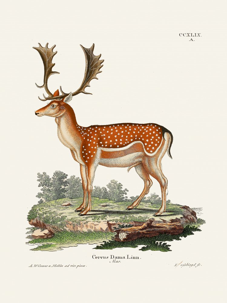 European Fallow Deer by Johann Christian Daniel Von Schreber