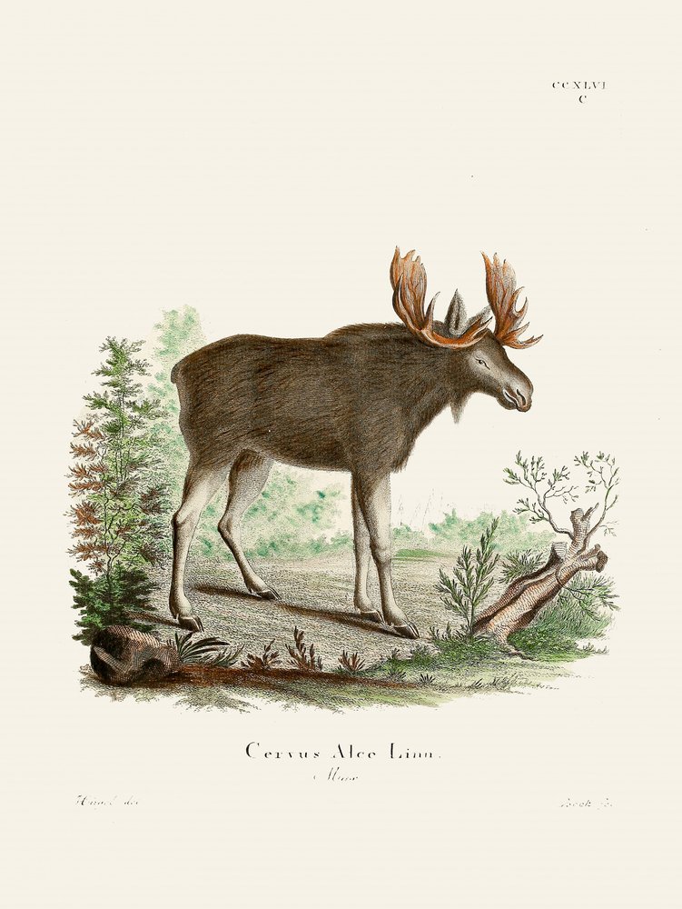 Moose by Johann Christian Daniel Von Schreber