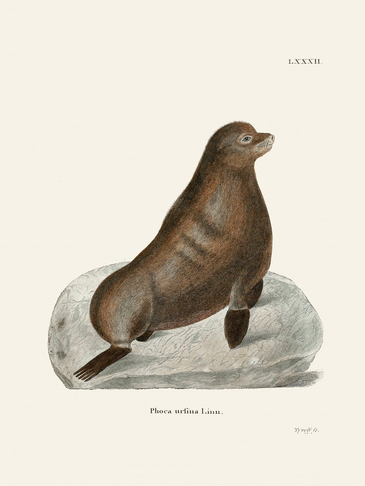 Northern Fur Seal by Johann Christian Daniel Von Schreber