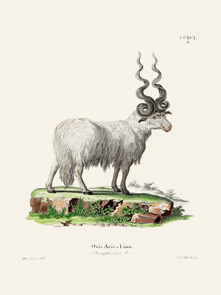 Ovis Aries by Johann Christian Daniel Von Schreber