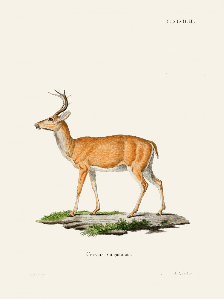Virginian Deer by Johann Christian Daniel Von Schreber