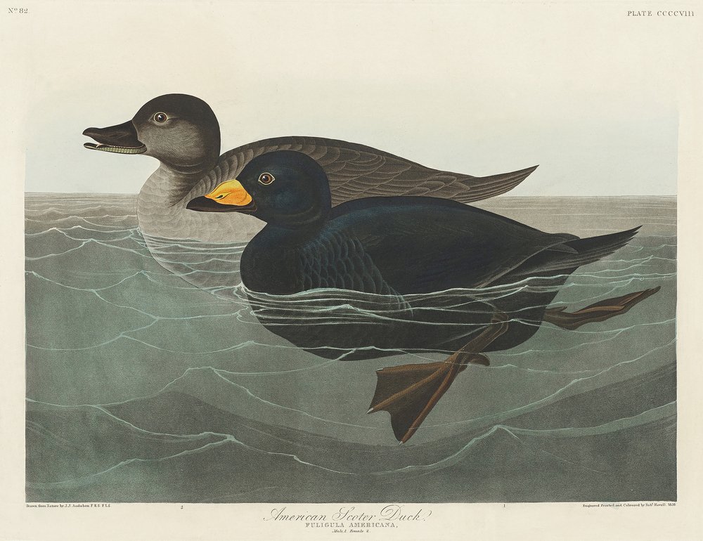 American Scoter Duck from Birds of America (1827) by John James Audubon