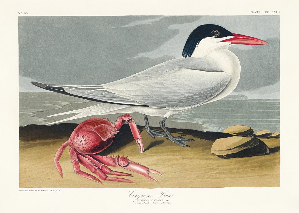 Cayenne Tern from Birds of America (1827) by John James Audubon