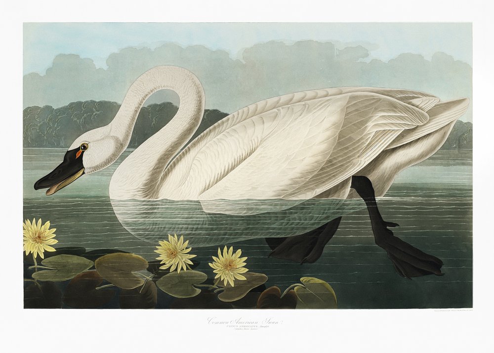 Common American Swan from Birds of America (1827) by John James Audubon