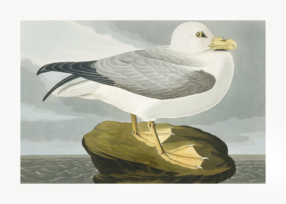 Fulmar Petrel from Birds of America (1827) by John James Audubon