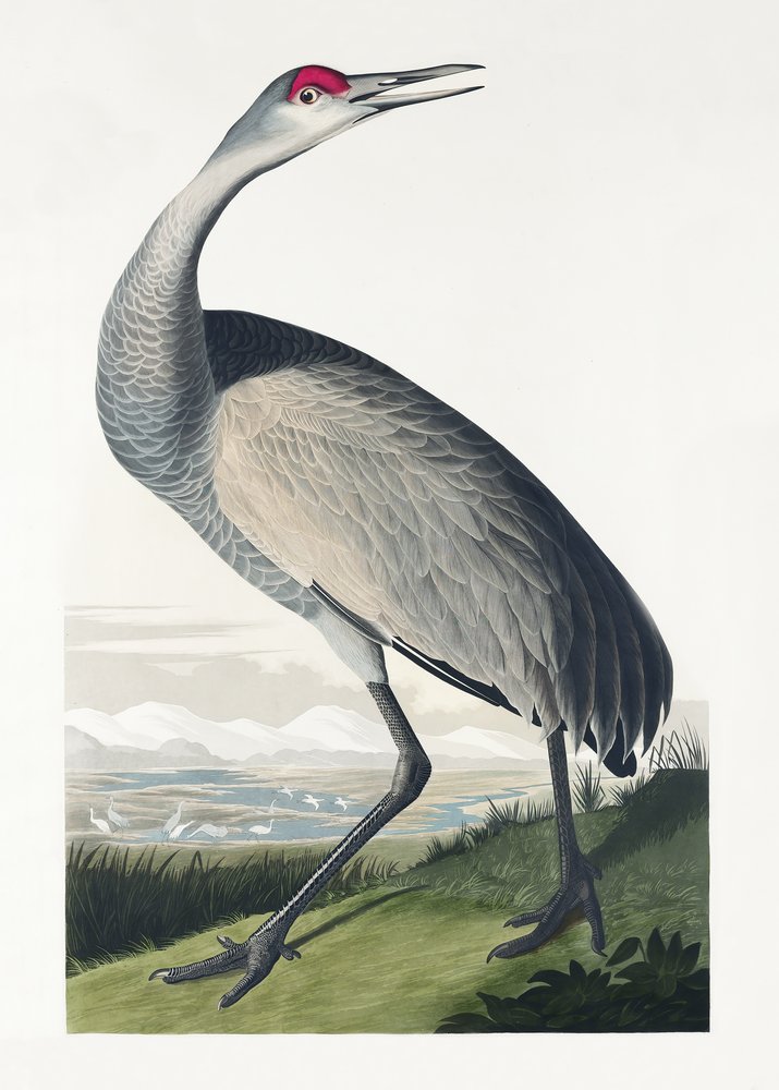 Hooping Crane from Birds of America (1827) by John James Audubon