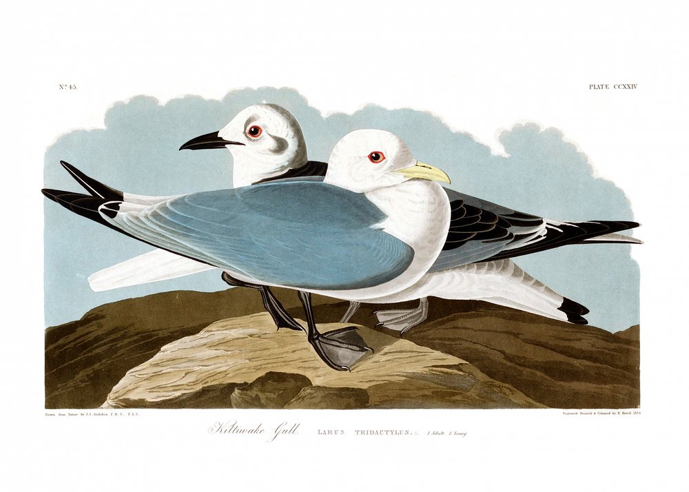 Kittiwake Gull by John James Audubon