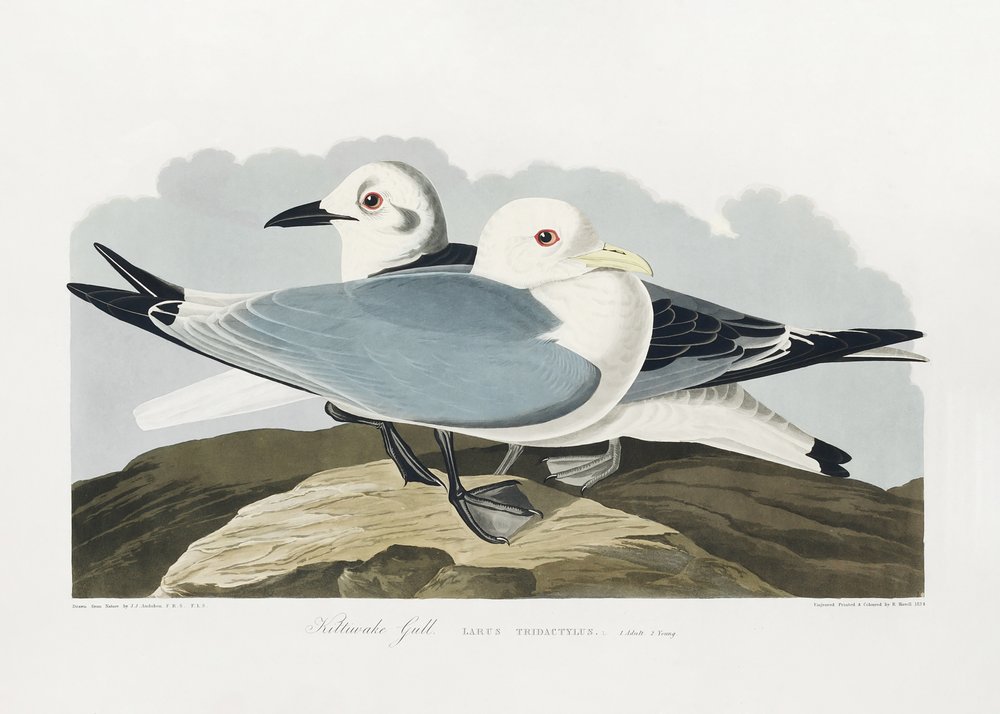 Kittiwake Gull from Birds of America (1827) by John James Audubon