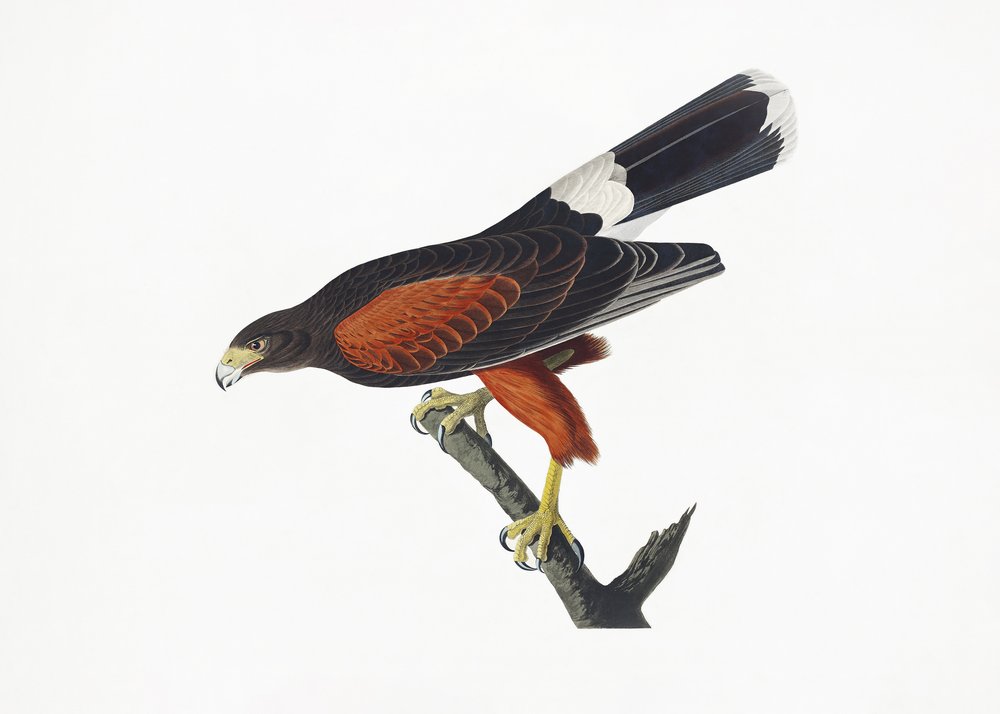 Louisiana Hawk from Birds of America (1827) by John James Audubon