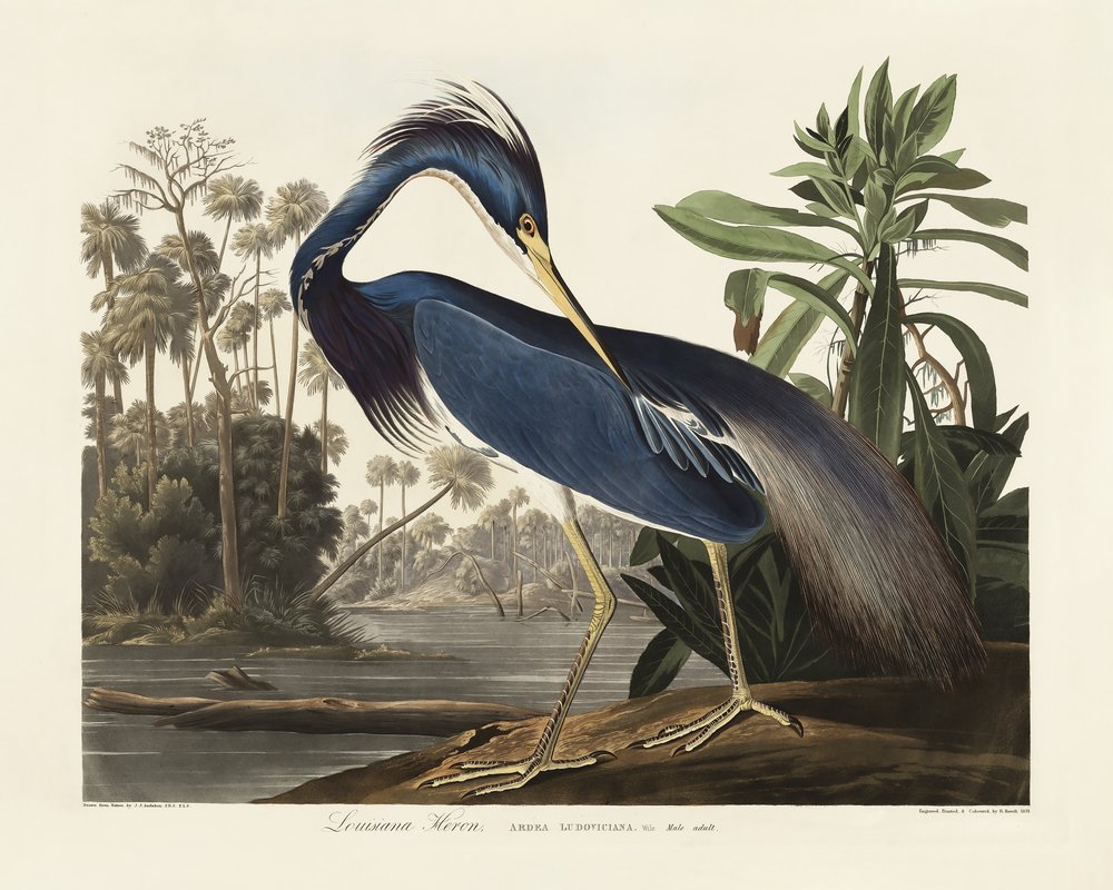 Louisiana Heron from Birds of America (1827) by John James Audubon