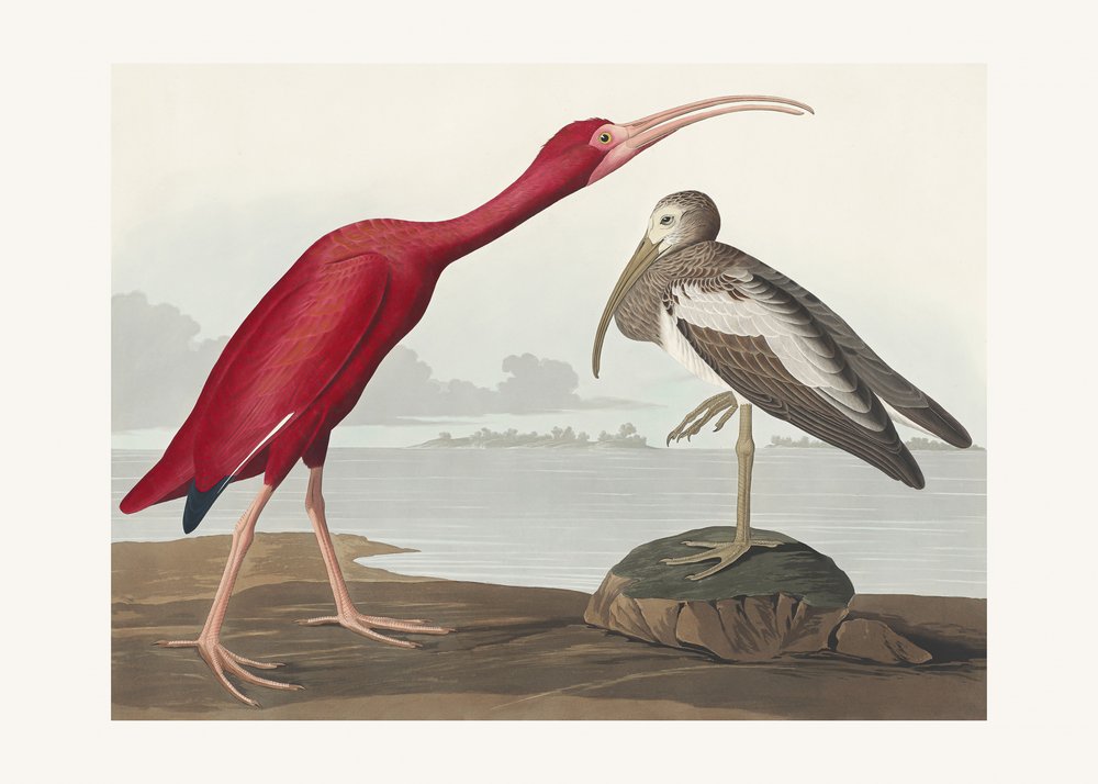 Scarlet Ibis from Birds of America (1827) by John James Audubon