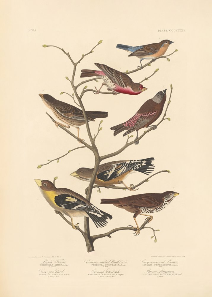 Lazuli Finch by John James Audubon/ Rob Havell
