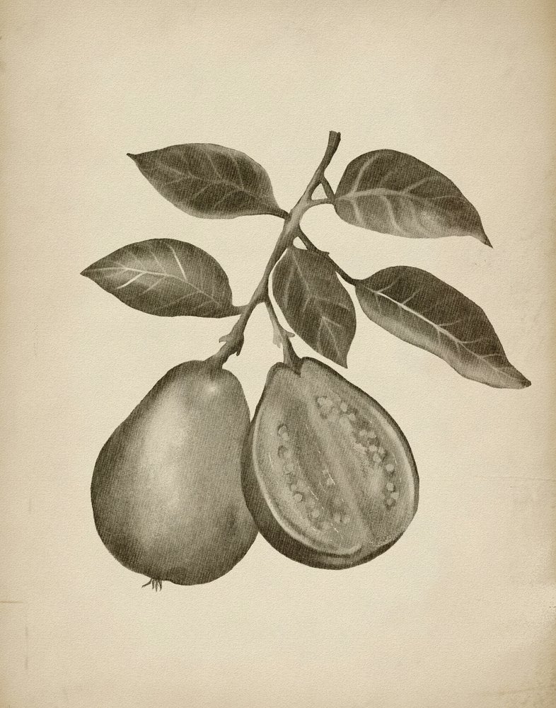 Guava Botanical Study by Josie George