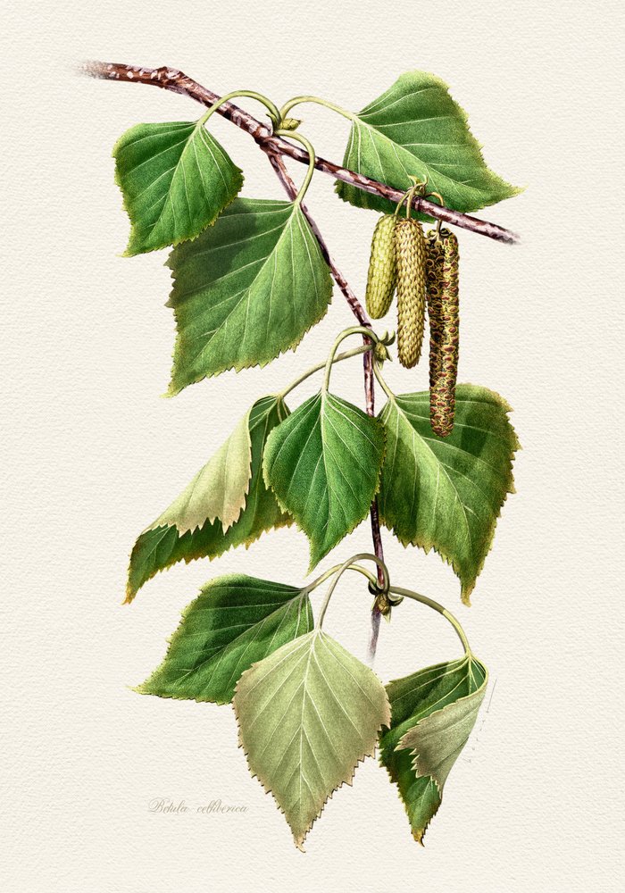 Birch Leaves and Catkins by Juan Hernaz