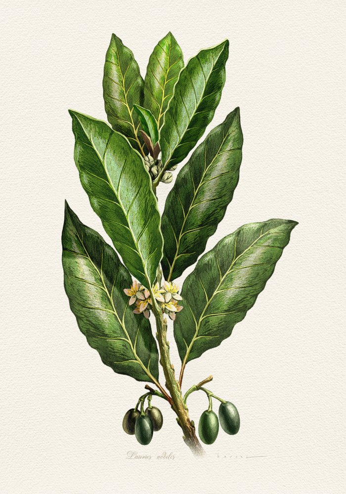 Botanical Leaves and Fruit by Juan Hernaz