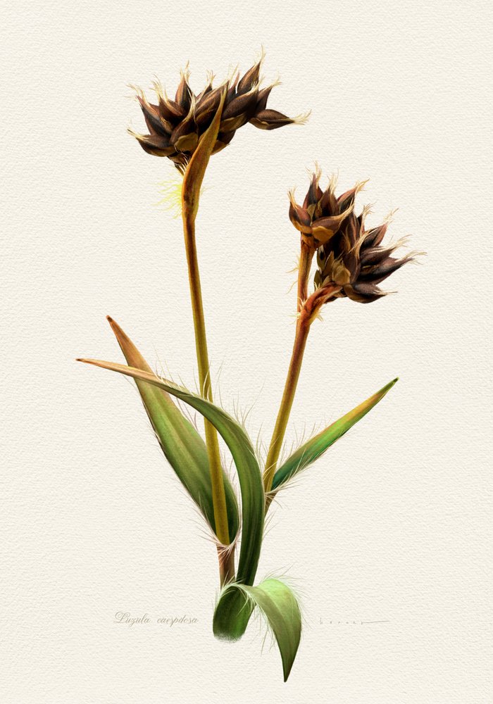 Detailed Botanical Study by Juan Hernaz