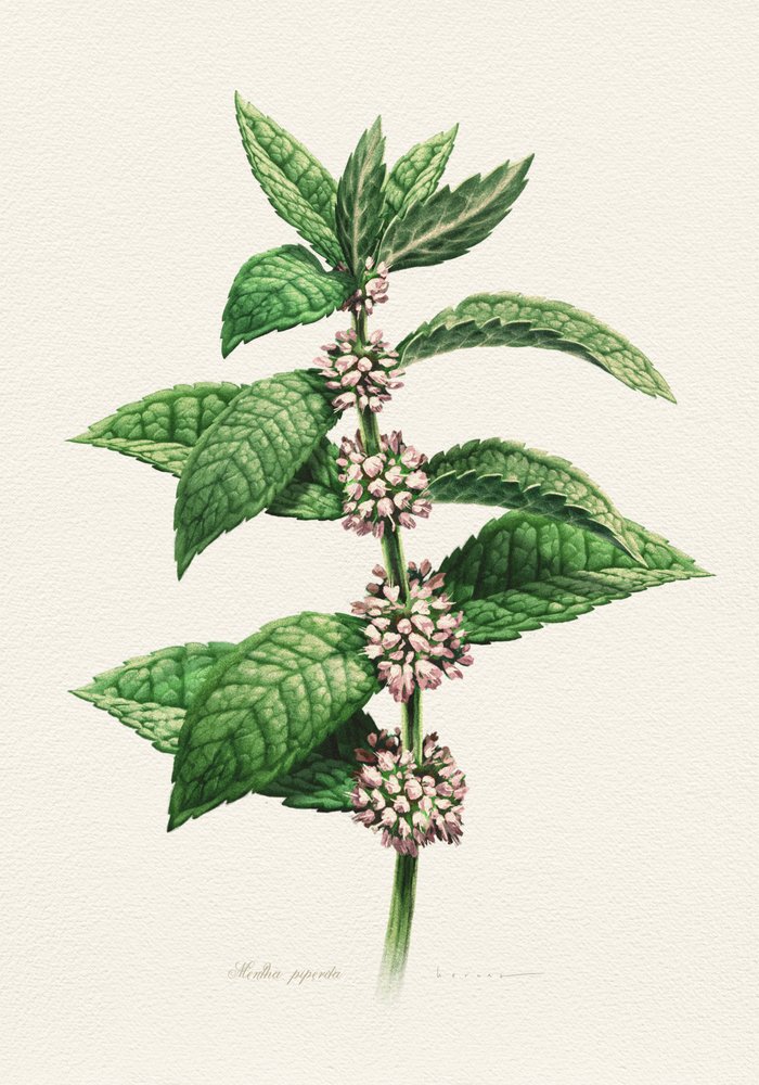 Flowering Mint Botanical by Juan Hernaz