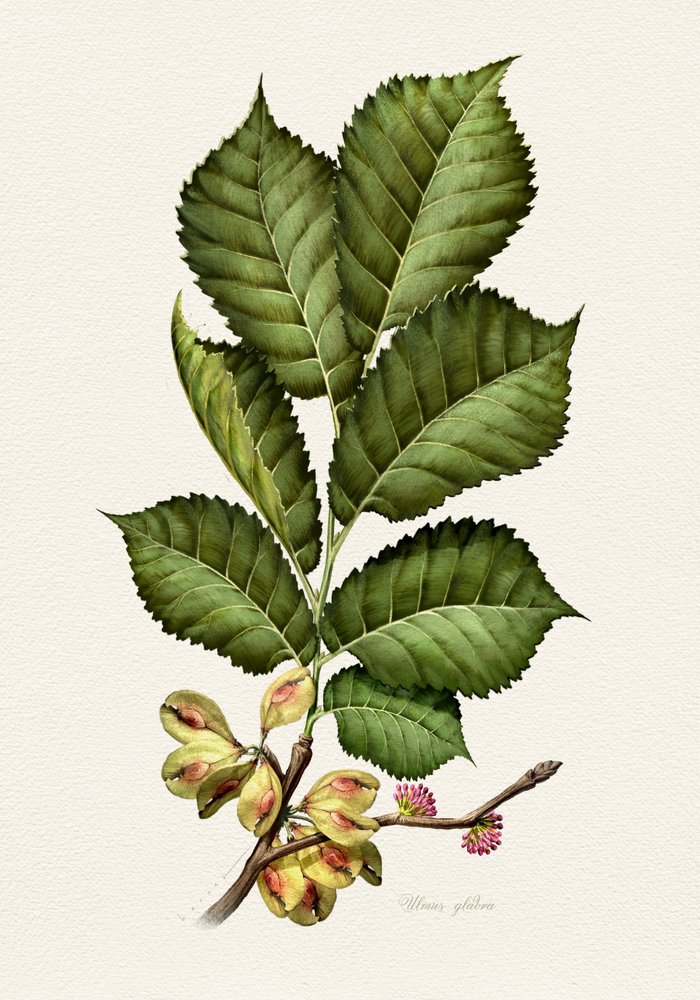 Fresh Elm Botanical Study by Juan Hernaz