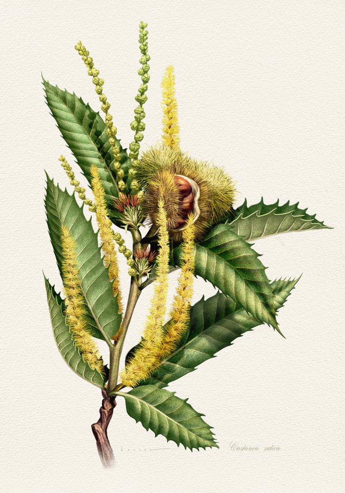 Sweet Chestnut Study by Juan Hernaz