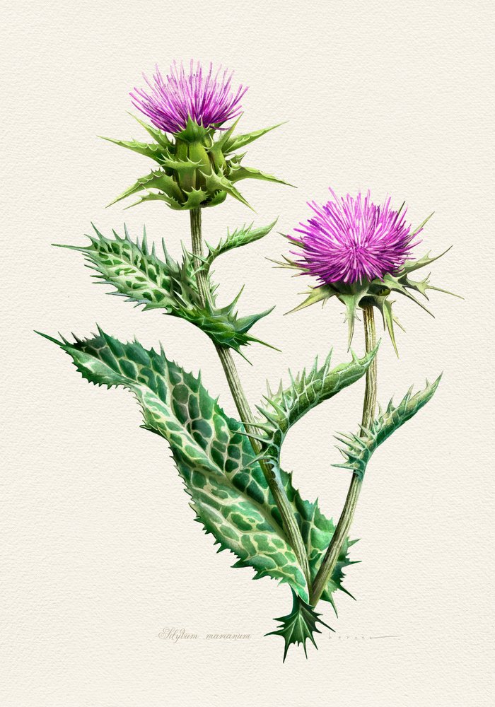 Vibrant Thistle Botanical by Juan Hernaz