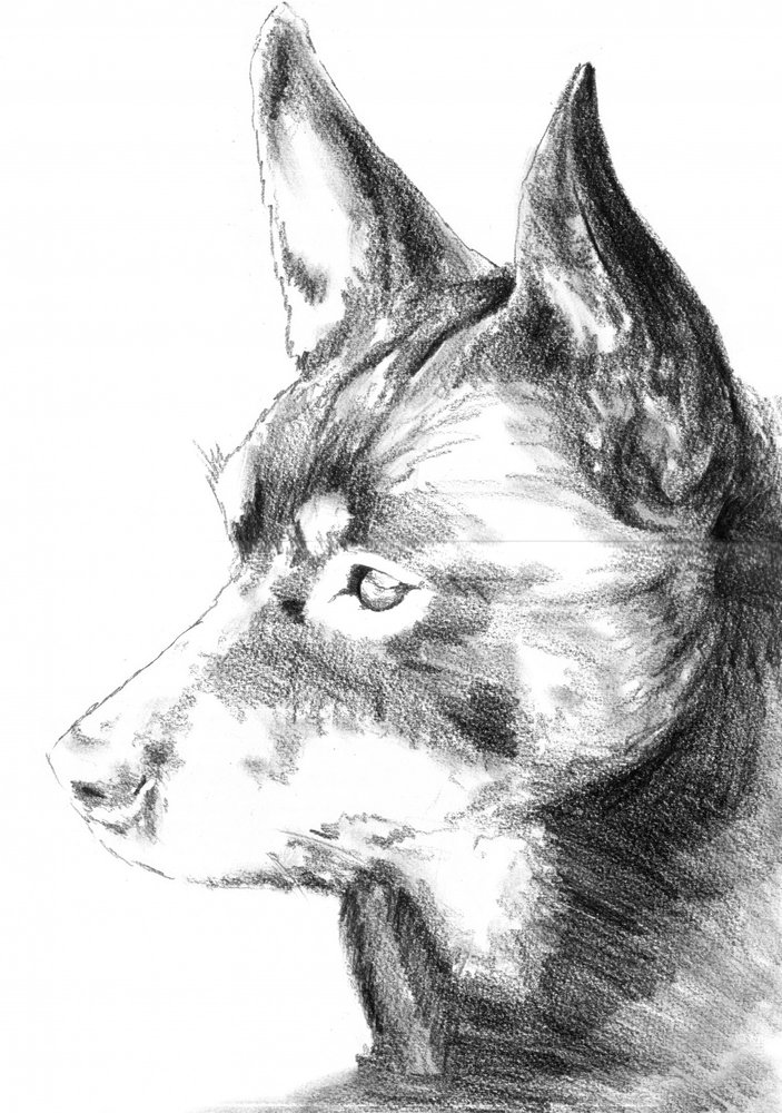 Alert Dog Profile Sketch by Kulik