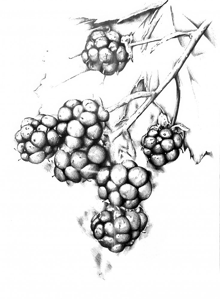 Botanical Berry Drawing by Kulik