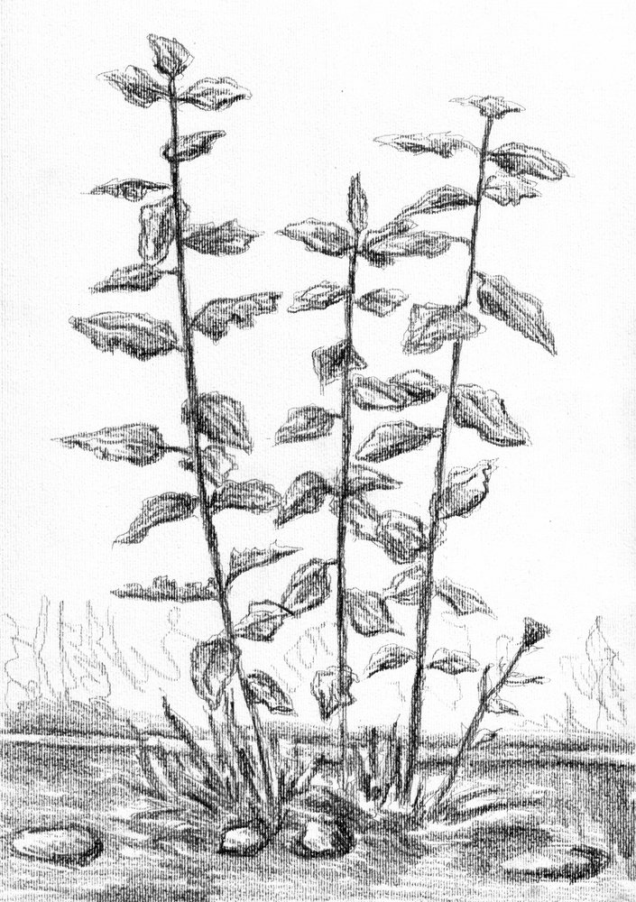 Botanical Stems Drawing by Kulik