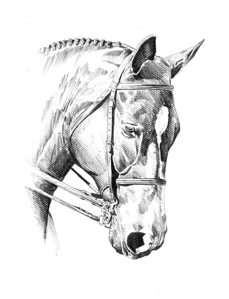 Braided Horse Portrait by Kulik