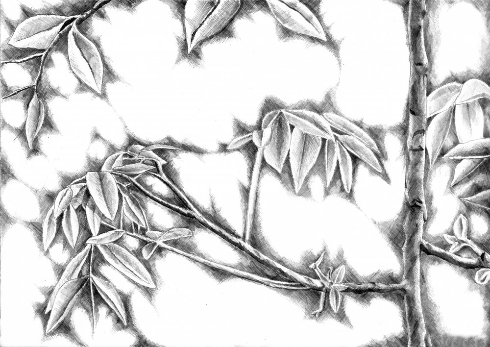 Dappled Light Leaves by Kulik