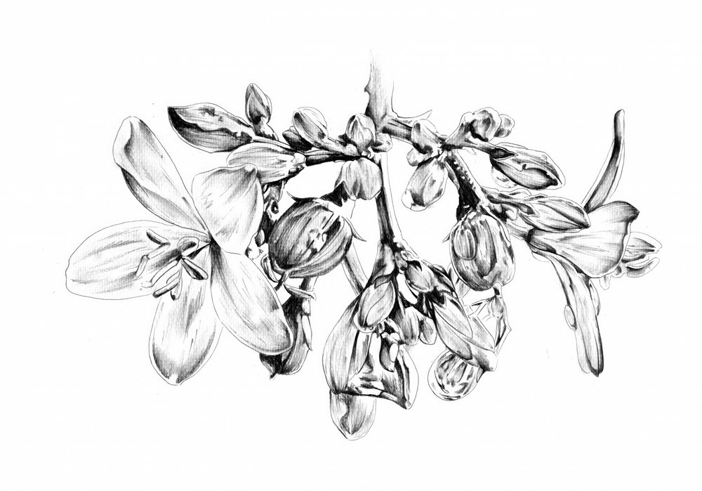 Delicate Floral Drawing by Kulik