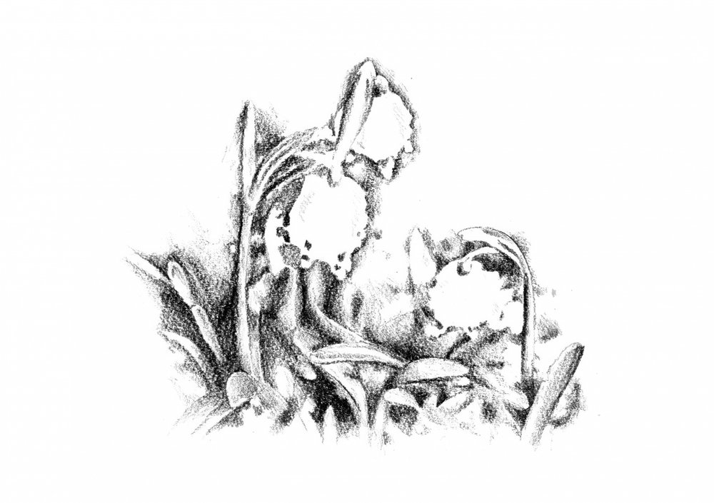 Delicate Spring Blossoms by Kulik
