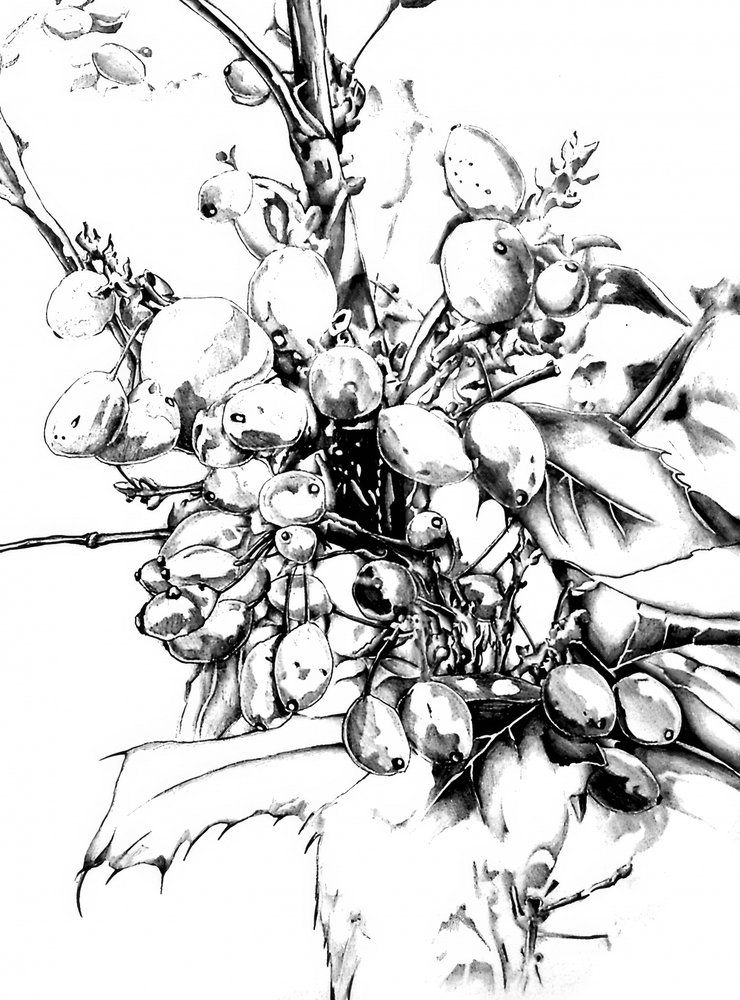 Detailed Winter Berries by Kulik