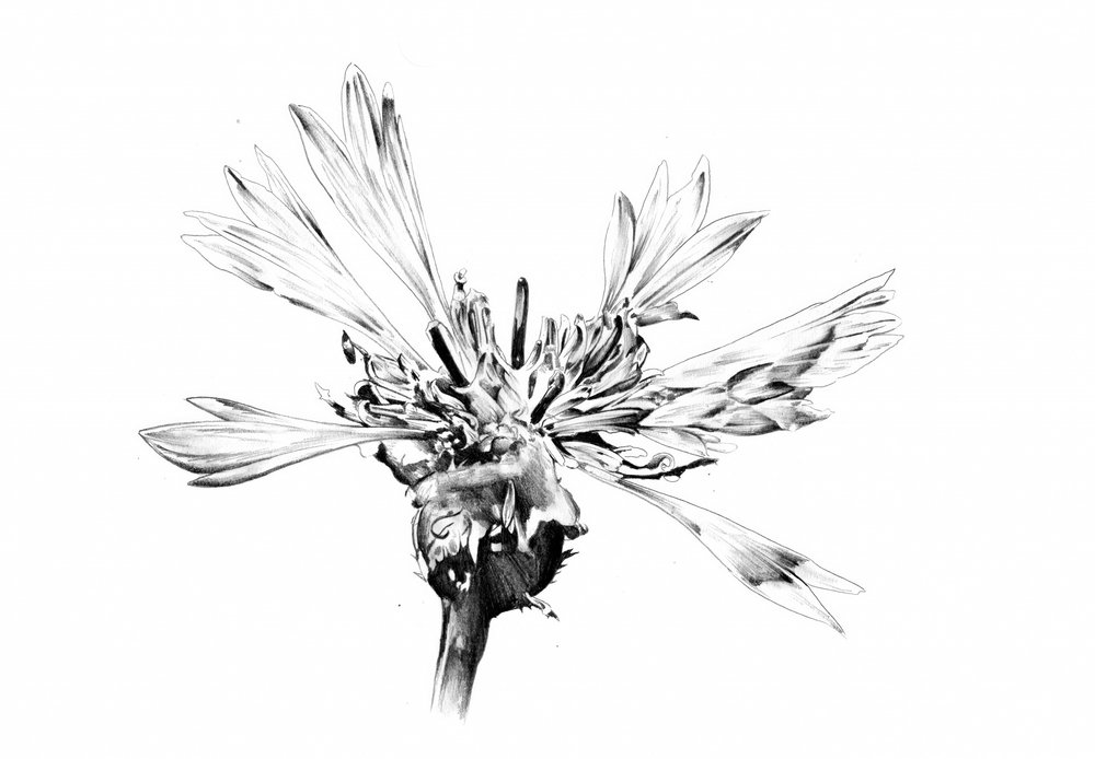 Elegant Flower Sketch by Kulik