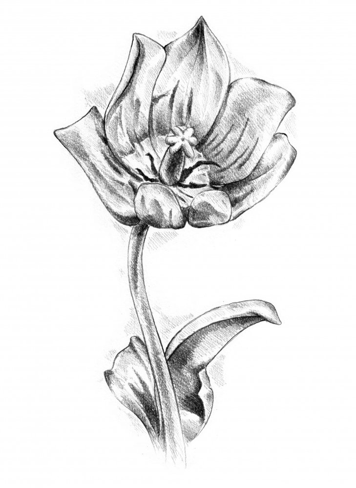 Elegant Tulip Drawing by Kulik