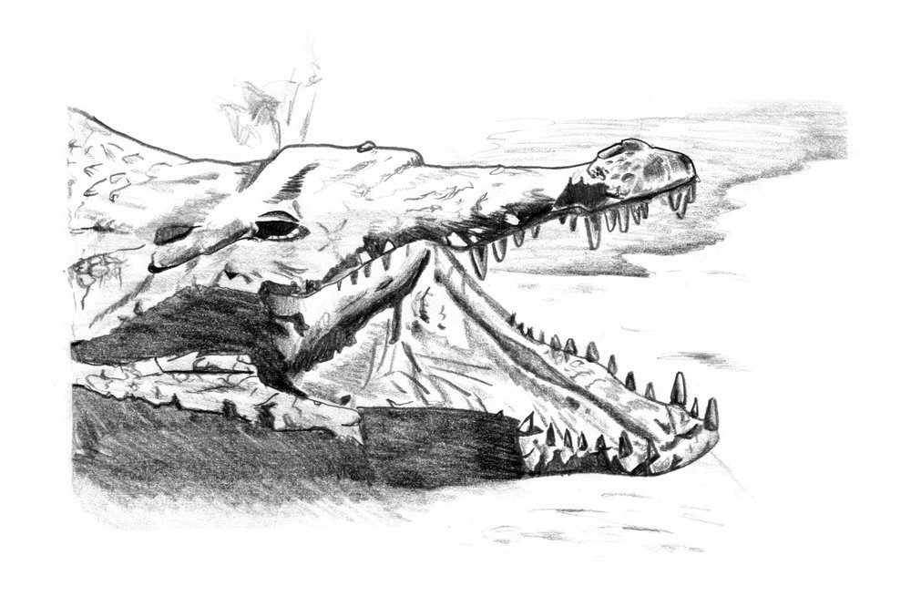 Fierce Crocodile Sketch by Kulik