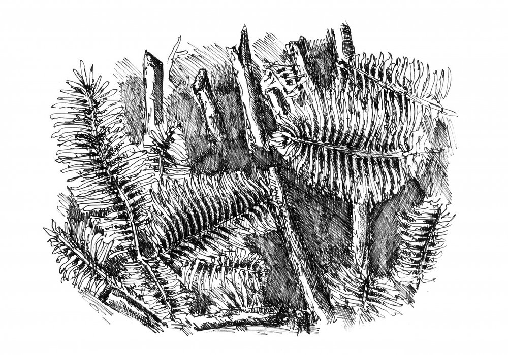Forest Floor Ferns by Kulik