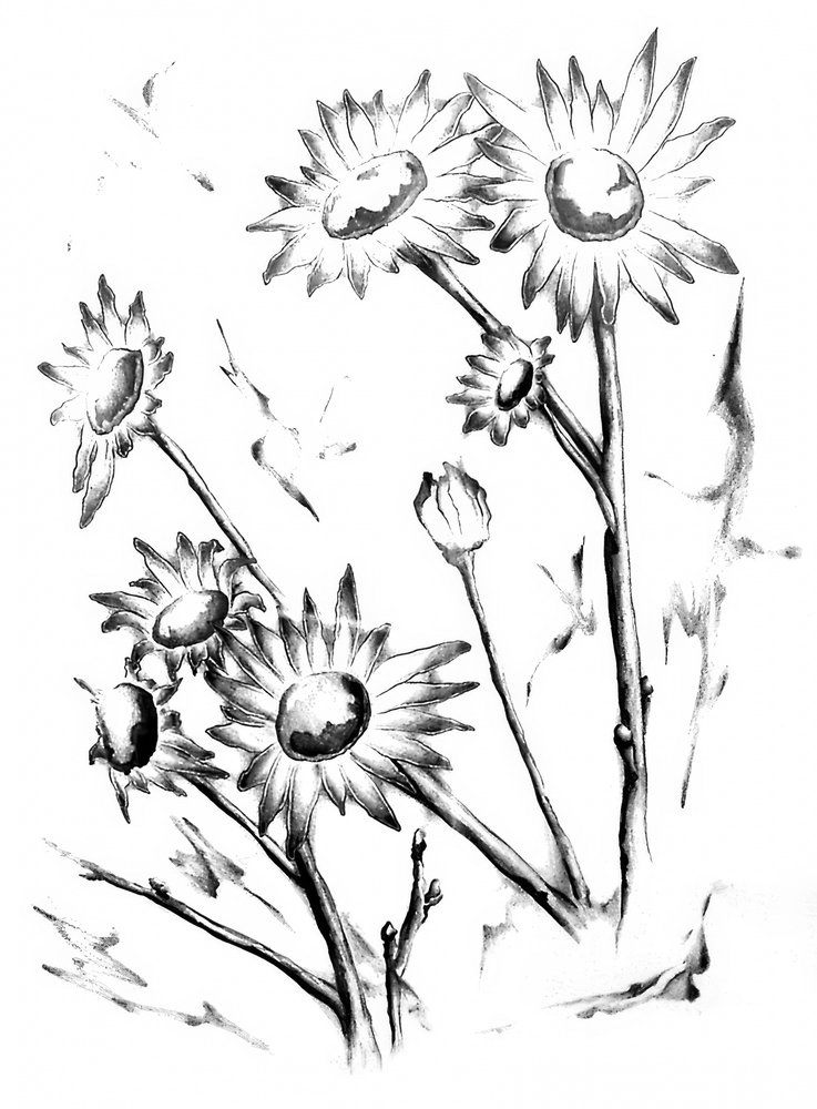 Gentle Daisies Drawing by Kulik