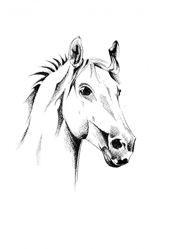 Graceful Horse Portrait by Kulik