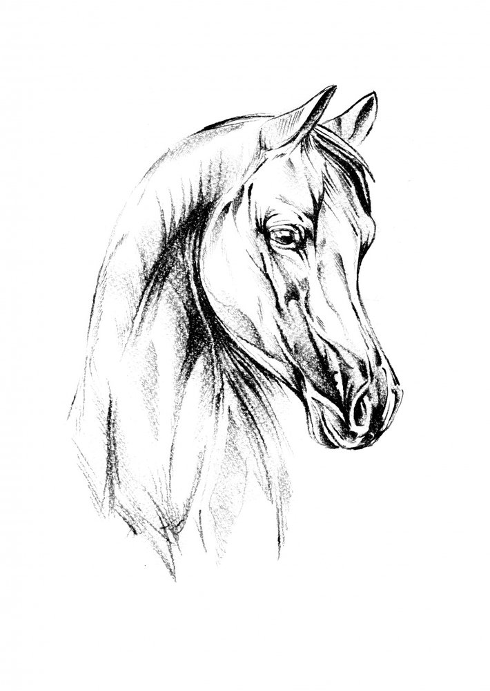 Majestic Arabian Horse by Kulik