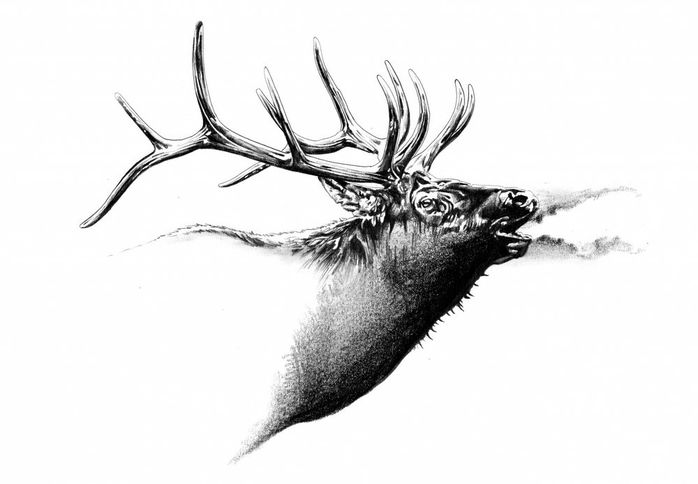 Majestic Elk Bugle by Kulik