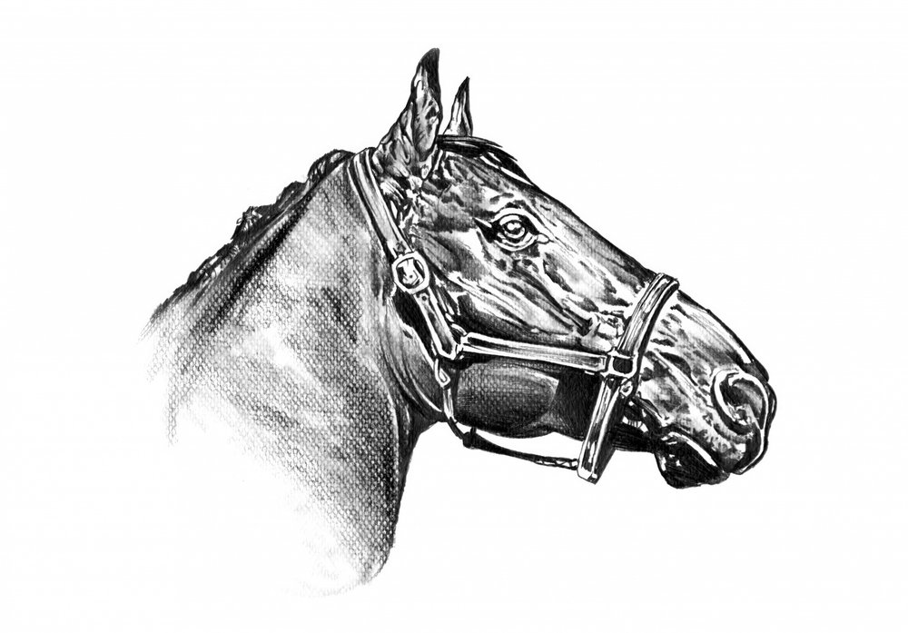 Majestic Horse Drawing by Kulik