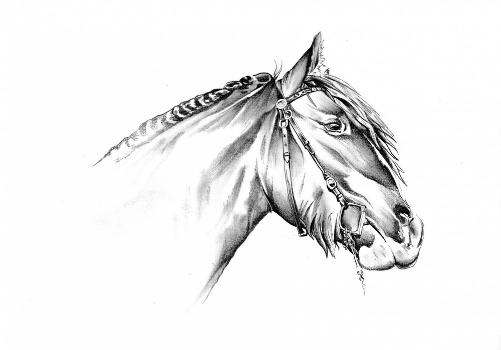 Majestic Horse Drawing by Kulik