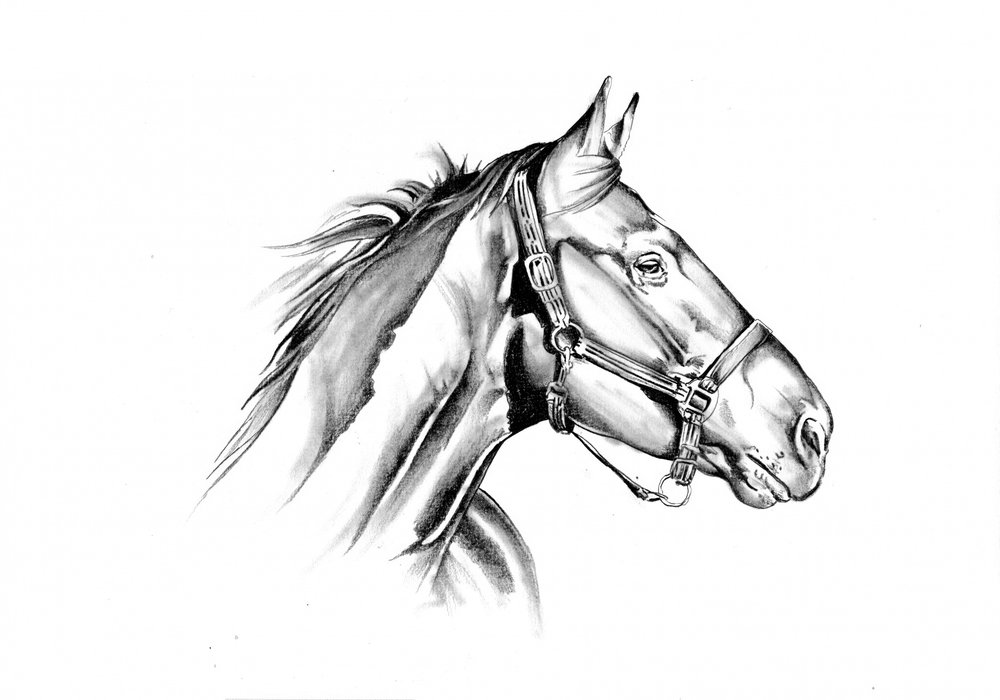 Majestic Horse Profile by Kulik