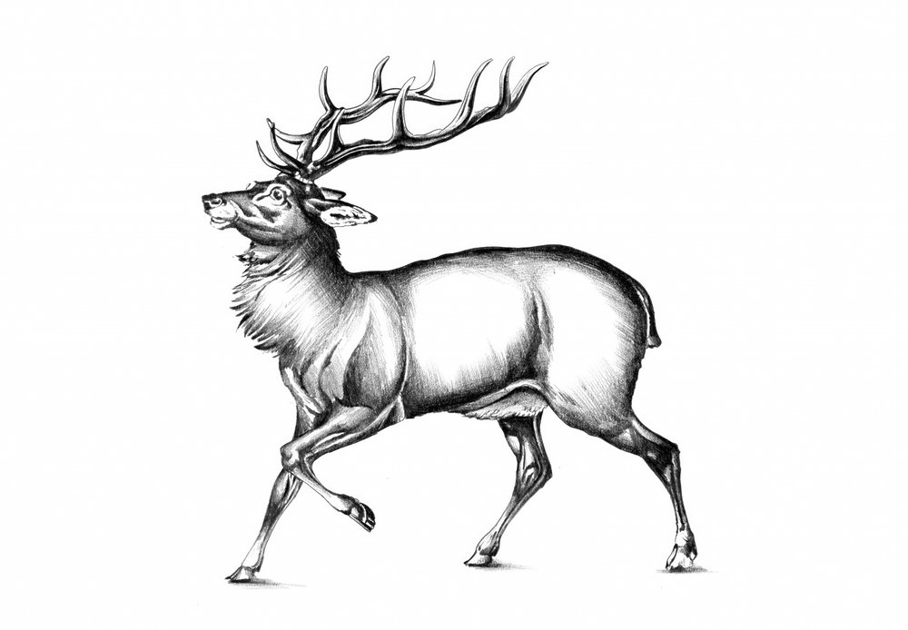 Majestic Stag by Kulik