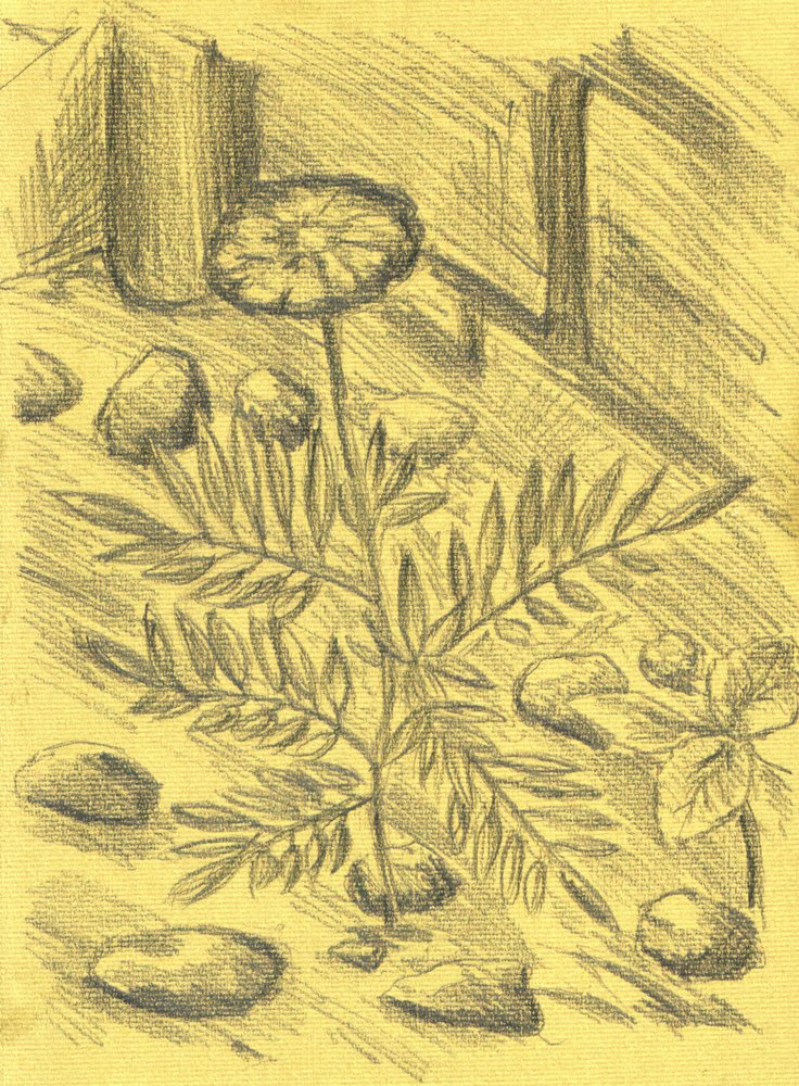 Marigold Plant Sketch by Kulik