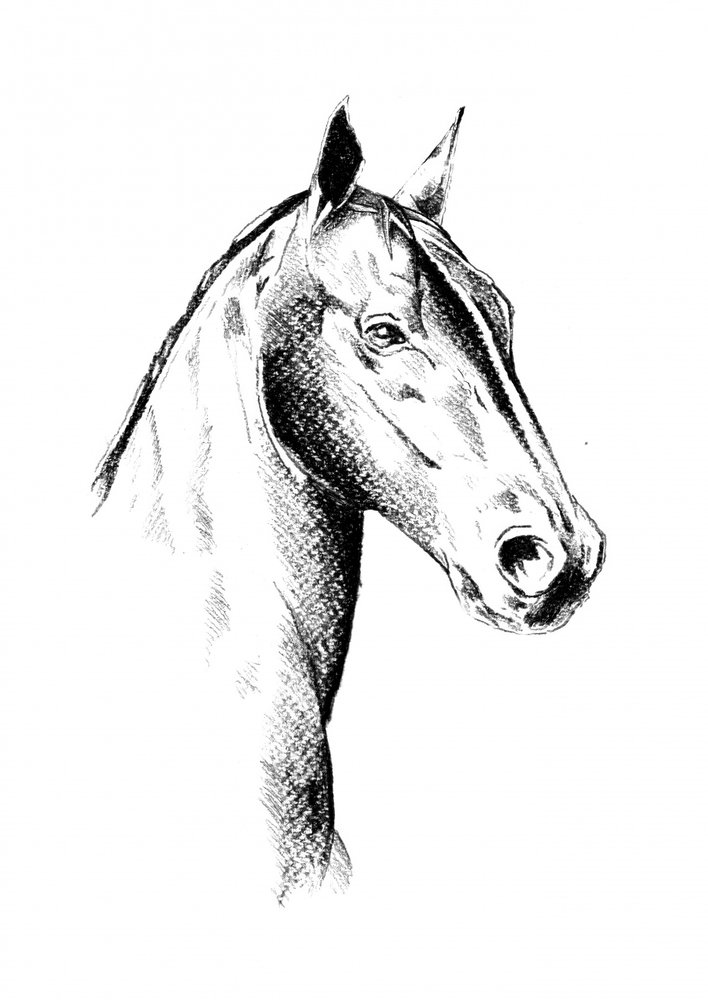 Noble Horse Profile by Kulik