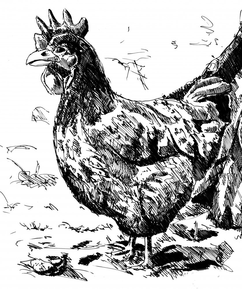Rustic Hen Illustration by Kulik