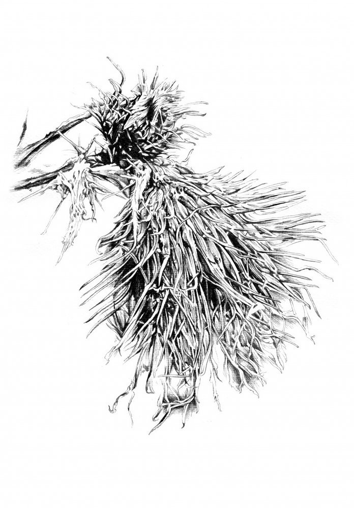 Spiky Thistle Texture by Kulik