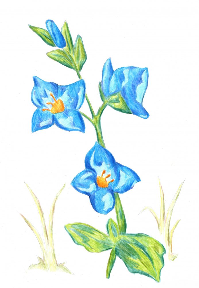 Vibrant Blue Blooms by Kulik